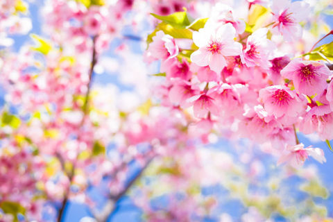 Cherry Blossom ( 15 Word Challenge)