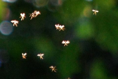 Fairies on Parade?