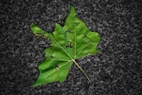 Williamsji Maveli writes, &quot; My Lost Green Leaf  &quot;