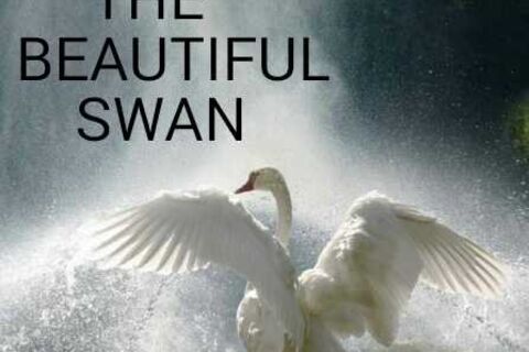 THE BEAUTIFUL SWAN