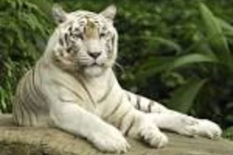 TIGER CODE