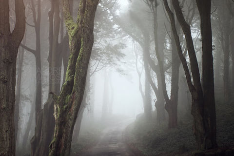 Through Misty Woods