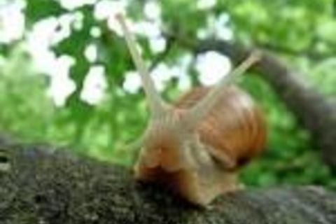 WOULD YOU RATHER BE A GASTROPOD?