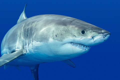 Tears Of A Shark