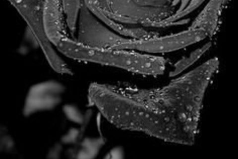 Black Rose