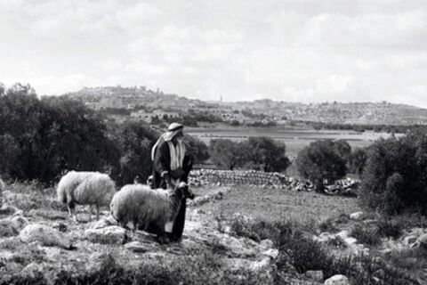 THE OLD  SHEPHARD