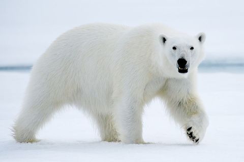 PLIGHT OF THE POLAR BEAR 