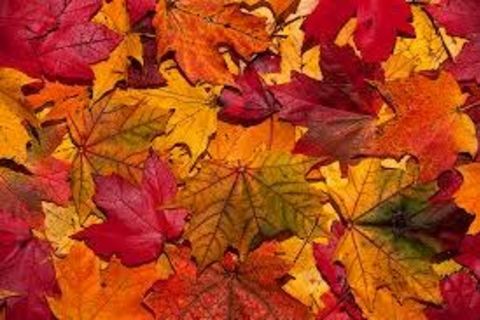 AUTUMN
