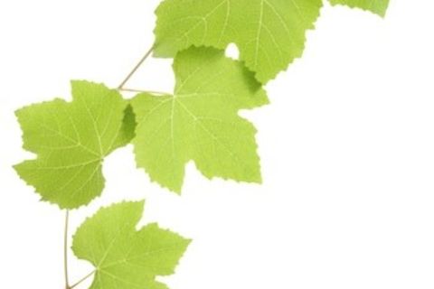 THE VINE