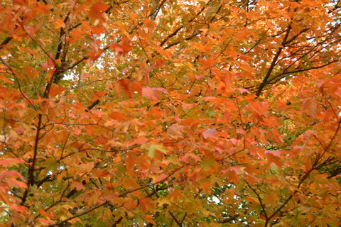 The Tree Outside My Window