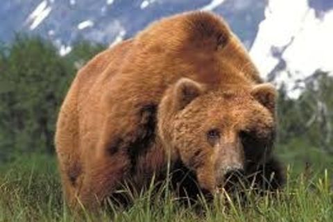 Big Bear