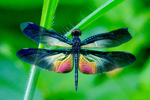 The Damselfly