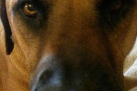 Duke