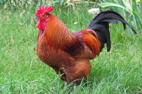 CHICKEN SHIT ..a statement on modern values by Jude kyrie