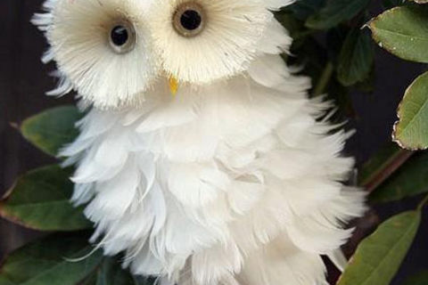Snowy White Owls