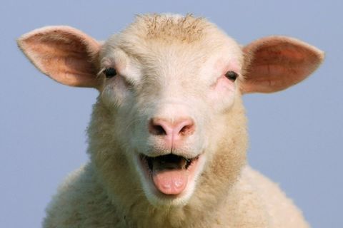 Counting Sheep