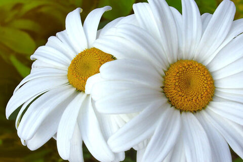Oops A Daisy