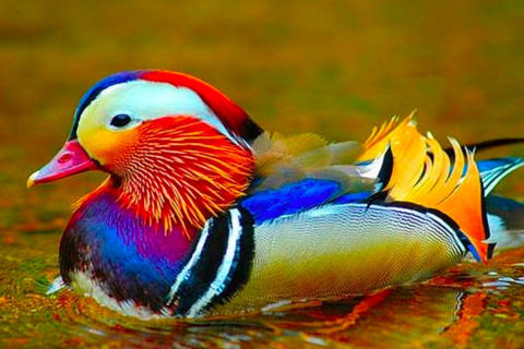 An Exotic Masterpiece