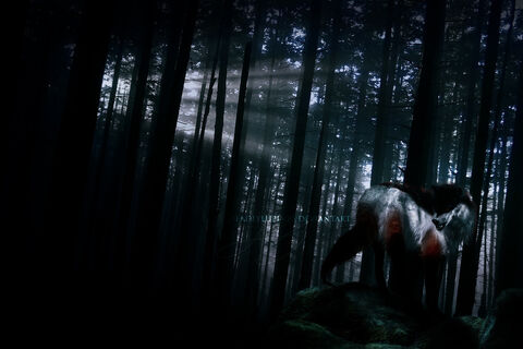 The Dark
