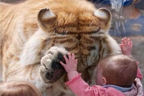 Eye of the Tiger Cub 