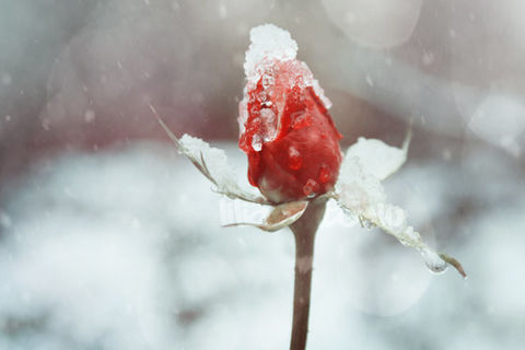 The Winter Rose