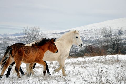 Beauty and the Bottle