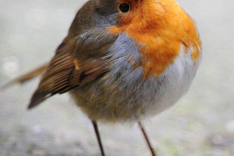 Is Bobby a Robin? 