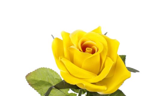 A Single Yellow Rose