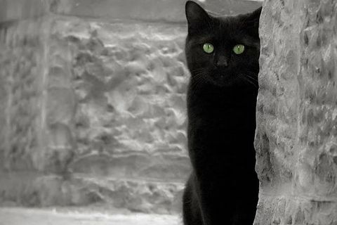 A Strange Black Cat