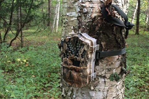Forest Photo Booth