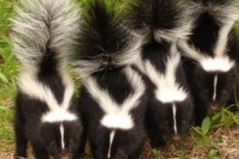 Four Little Stinkers