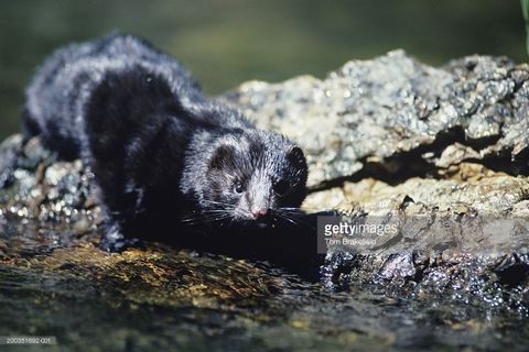 The Battered Mink