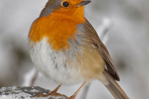 Robin 