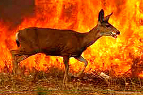 CALIFORNIA FLAMES 