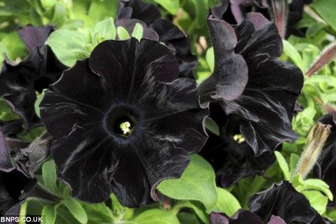 Pitch Obsidian posy