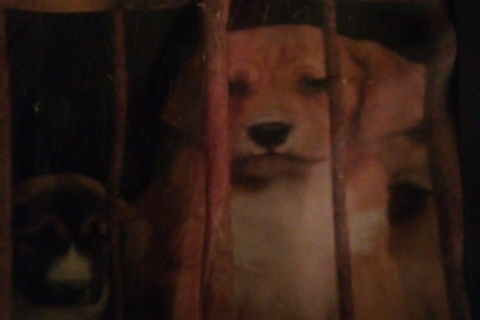 HIDDEN  (DOG/CAT MEAT TRADE)