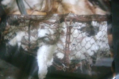 OFFENSIVE ( DOG/CAT MEAT TRADE) 6