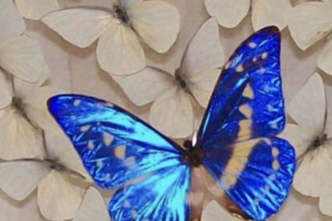 Be a Blue Butterfly