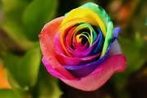 Philosophy of the Rose