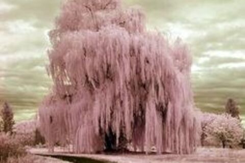 Weeping Willow