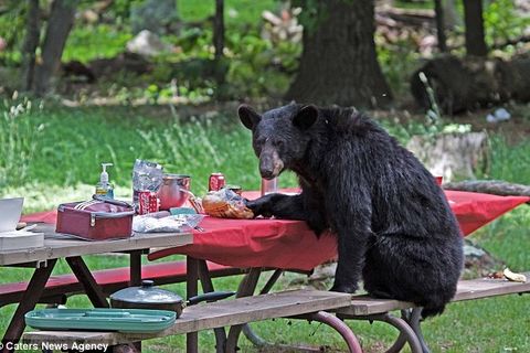 N.J. Bear Group