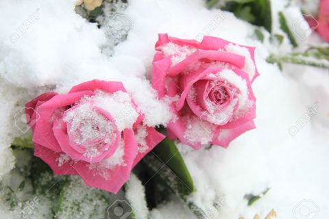 The Winter Rose