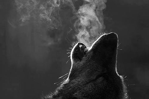 &quot;SCARS&quot;
