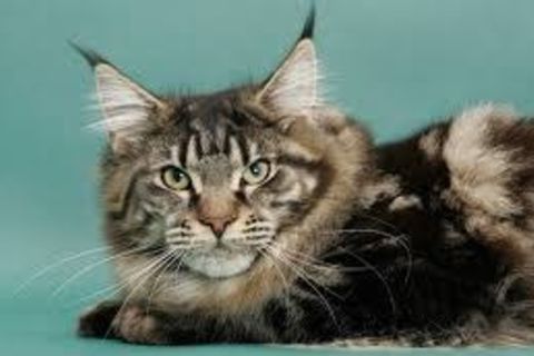 Prince Of A Cat - Ninth Life Long Since Spent