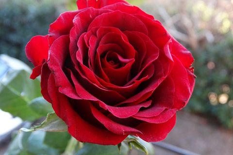 A Faded Rose