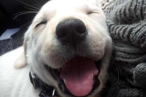 Happy