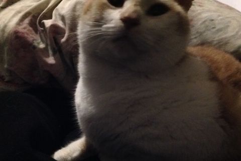 My cat Boo
