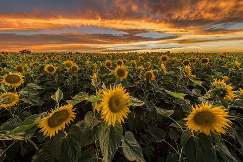 My Sunflower
