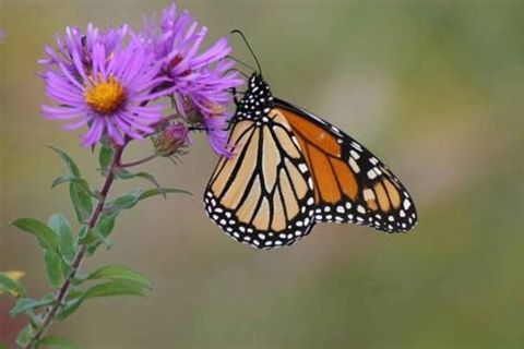 The Common Wandering Tiger (Monarch Butterfly)