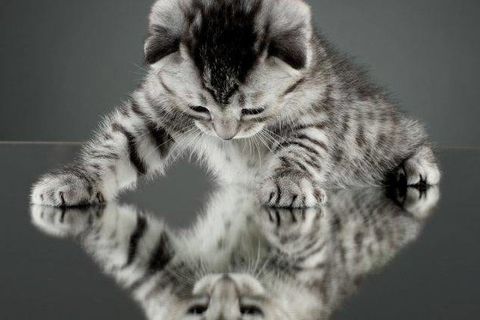 Reflection